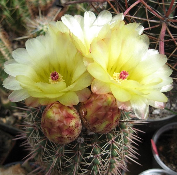 Notocactus mammulosus v. arevaloensis